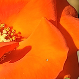 オレンジ色のバラの写真